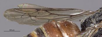 Media type: image;   Entomology 23399 Aspect: Wing front